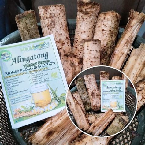 Alingatong Herbal Roots and Insulin Plants Supplier by Maricel .